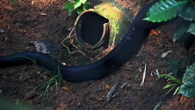 Closeup of king cobra tail, longest venomous snake in the world.