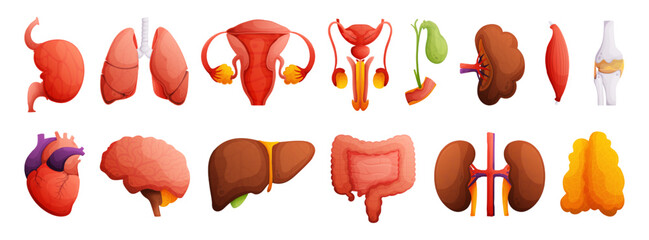 Set of illustrations of human organs. Heart, liver, kidneys, spleen, bone, brain, intestines, muscle, gall bladder, female and male reproductive system. High detail Cartoon style. - obrazy, fototapety, plakaty