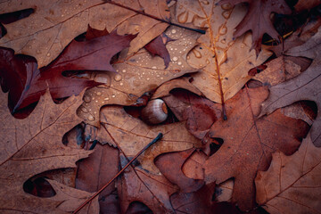 Wet oak leaves and acorn in rainy forest concept photo. Autumn atmosphere image.