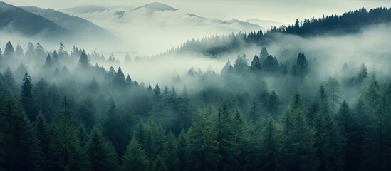 Dense fog concealing forest in morning. - obrazy, fototapety, plakaty