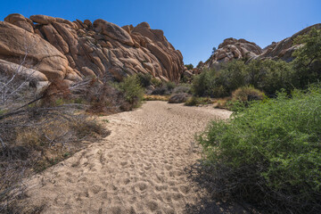 hiking the lost horse mine loop trail in joshua tree national park, california, usa