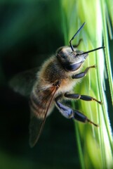 Nahaufnahme einer Biene