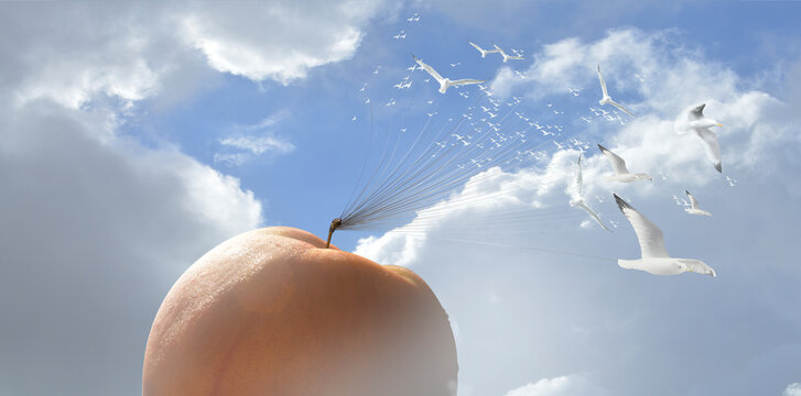 Giant peach floating in the water off the coast with seagulls circling
