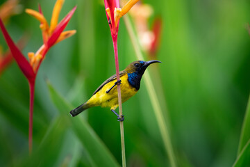 Sunbird