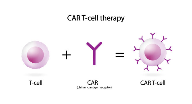 T-cell and Chimeric antigen receptor T cell ,CAR T cell therapy, for use in immunotherapy. chemotherapy. vector illustration.	
