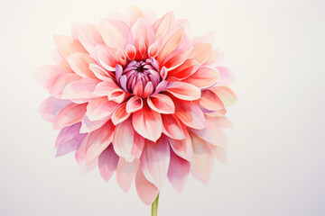 Pink Dahliya flower watercolor