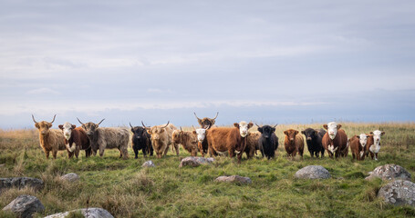 Line of Hereford cattle and  Highland cattle standing in a field in summer. Cattle lined up in a marsh pasture. Cover photo. Horizontal banner.