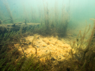 Underwater view of groundwater spring on lake bottom