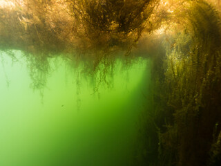 Aquatic moss floating over lake surface