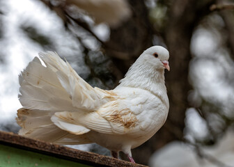 English Fantail Pigeon (Columba livia domestica) Outdoors
