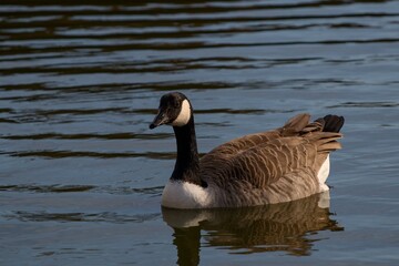 country goose on the water