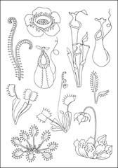 Carnivorous plants. Venus flytrap, nepenthes and sundews. Set of vector botanical decorative elements in black and white, contours and different forms of tropical leaves, silhouettes of leaves.	