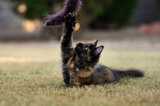 Calico cat reaching for a toy while lying on the grass
