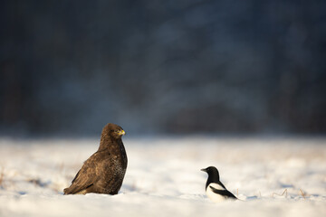 landing Common buzzard Buteo buteo in the fields in winter snow, buzzards in natural habitat, hawk...