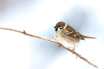 Bird - tree sparrow Passer montanus sitting on a branch brown background winter time winter frosty day	
