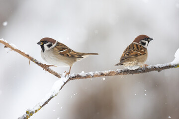 Bird two tree sparrows Passer montanus sitting on a branch brown background winter time winter frosty day	
