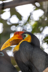 Wrinkled Hornbill (Aceros corrugatus) Outdoors