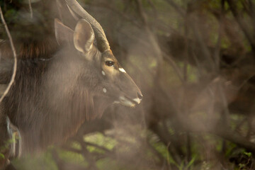 Njala buck, deer in the wild