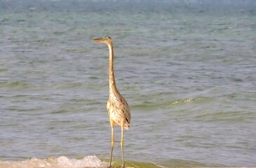 great blue heron