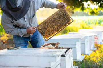 beekeeping concept,the beekeeper holds wooden frame of honeycomb from wooden apiary crates or...