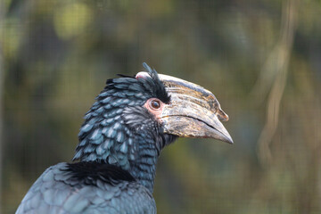 Trumpeter Hornbill (Bycanistes bucinator) Outdoors
