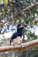 Trumpeter Hornbill (Bycanistes bucinator) Outdoors