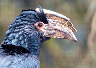 Trumpeter Hornbill (Bycanistes bucinator) Outdoors