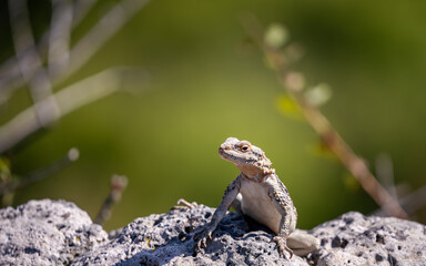 lizard on a stone