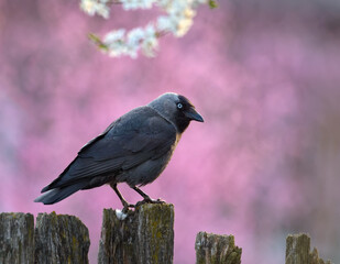 Western jackdaw (corvus monedula) sits on country fence in spring morning with bloom in flowers season
