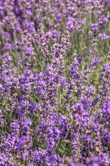 Purple lavender flowers bush. Flower in the field. Nature background. Grow a fragrant plant in the garden. Summer flower honey plant closeup.
