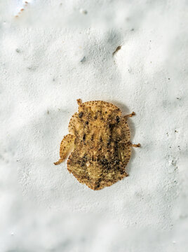 Larve der Echten Ohrzikade (Ledra aurita)