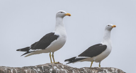 seagulls on a rock