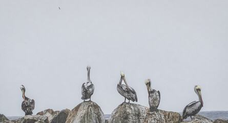 pelicans on the roof