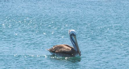 Elegant pelican swimming in the sea