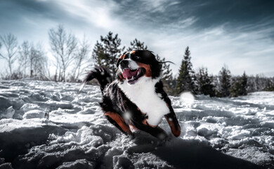 bernese mountain dog