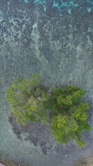 Aerial View of a Mangrove Tree on the Beach