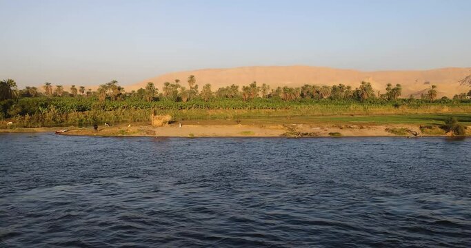 Palm trees and reed reflected in the Nile, Egypt