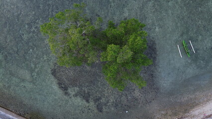 Aerial View of a Mangrove Tree on the Beach