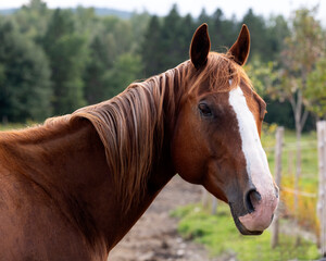 A beautiful brown quarter horse