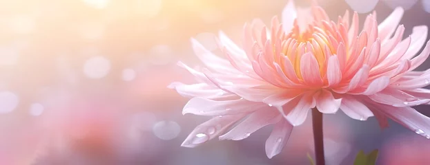 Foto op Plexiglas Beautiful flower photos with a blur effect behind them © original logo