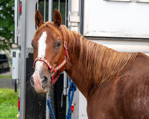 A beautiful quarter hors near a trailer