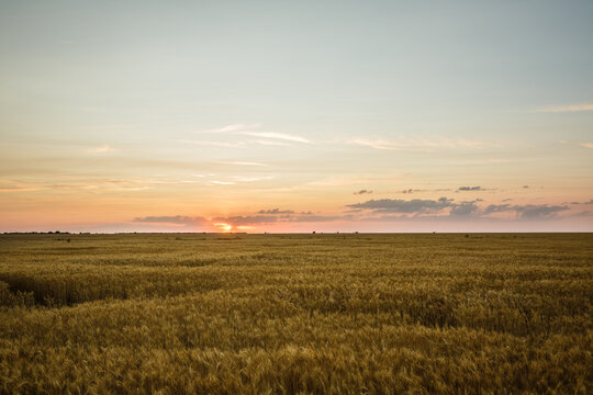 Large wheat field at sunset, golden wheat field