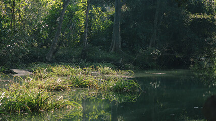 dark jungle and river