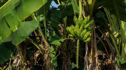 tree of green bananas