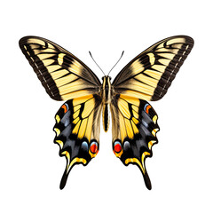Fototapeta premium Swallowtail butterfly isolated on transparent background, beautiful swallowtail butterfly standing on a flower over white background, side view
