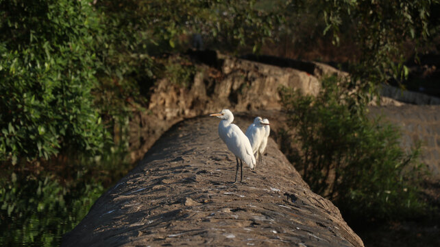Portrait of indian egret bird or white bagula