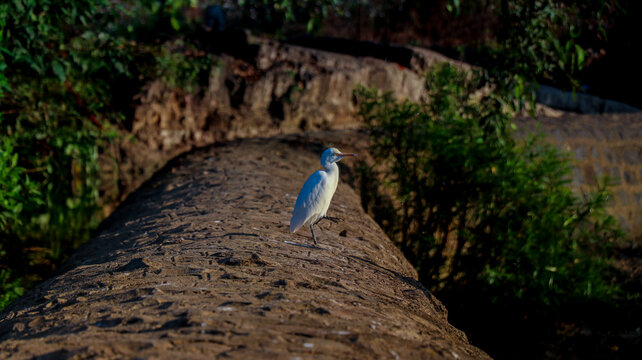 indian bagula or egret on wall of a dam