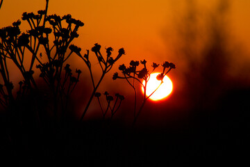 The sun sets behind the weed plant so beautiful