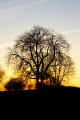 The sun sets in the tree so lovely