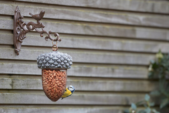 Bird feeder with peanuts and coal tit 